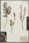 Foto von Salix purpurea L. x Salix repens L.